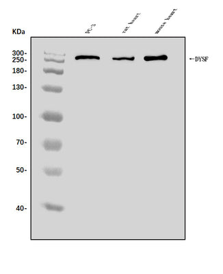 Anti-Dysferlin/DYSF Antibody Picoband® Boster Bio