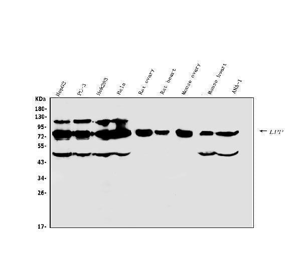 Anti-Lipoma-preferred partner LPP Antibody Picoband® Boster Bio