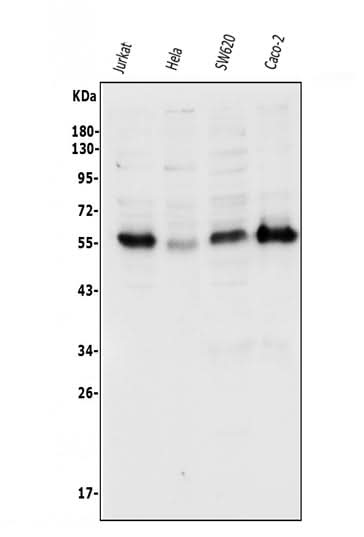 Anti-p57 Kip2/CDKN1C Antibody Picoband® Boster Bio