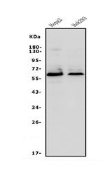Anti-Occludin/OCLN Antibody Picoband® Boster Bio