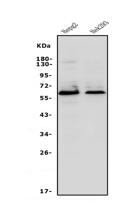 Anti-Occludin/OCLN Antibody Picoband® Boster Bio