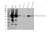 Anti-Occludin/OCLN Antibody Picoband® Boster Bio