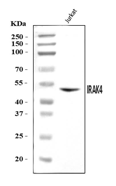 Anti-IRAK4 Antibody Picoband® Boster Bio