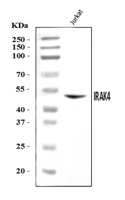 Anti-IRAK4 Antibody Picoband® Boster Bio