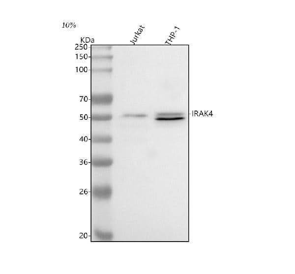 Anti-IRAK4 Antibody Picoband® Boster Bio