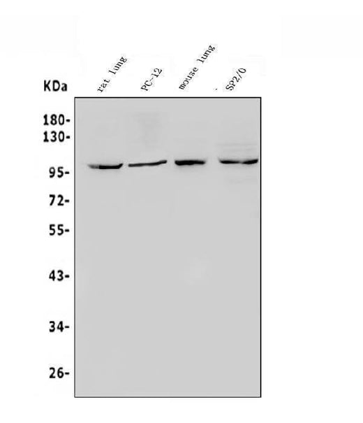 Anti-HIF-2-alpha/EPAS1 Antibody Picoband® Boster Bio