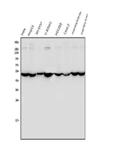 Anti-ENO1 Antibody Picoband® Boster Bio