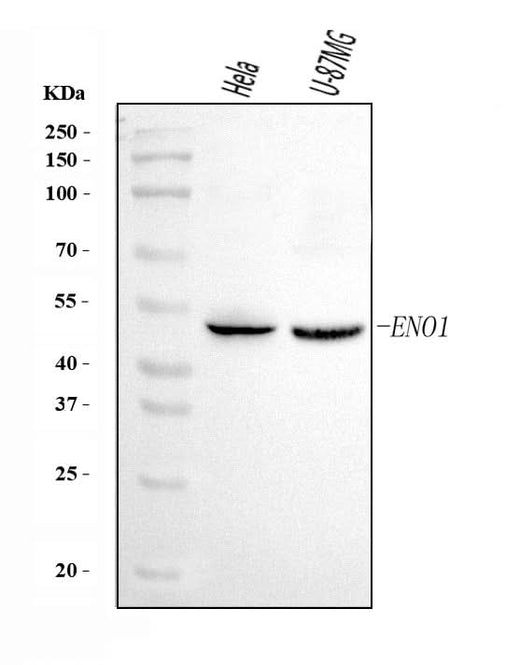 Anti-ENO1 Antibody Picoband® Boster Bio