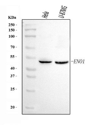 Anti-ENO1 Antibody Picoband® Boster Bio