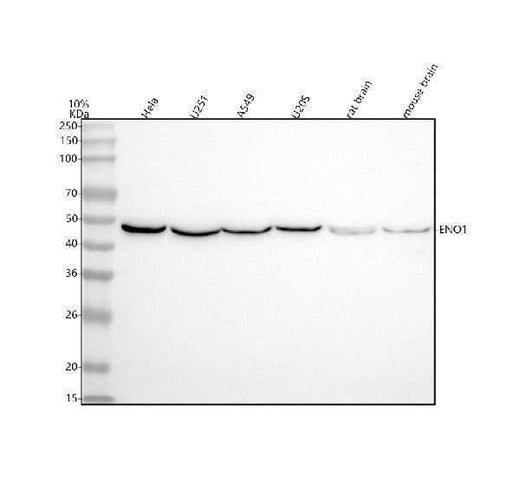 Anti-ENO1 Antibody Picoband® Boster Bio