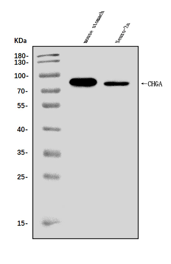 Anti-Chromogranin A/Chga Antibody Picoband® Boster Bio