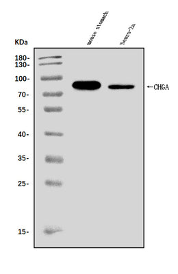 Anti-Chromogranin A/Chga Antibody Picoband® Boster Bio