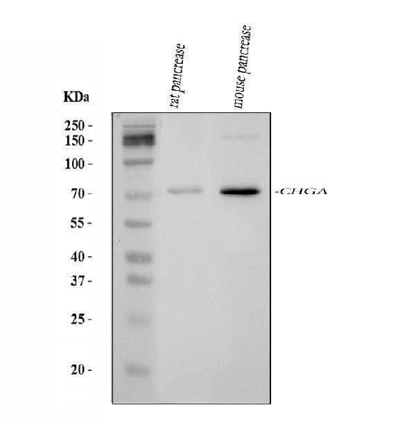 Anti-Chromogranin A/Chga Antibody Picoband® Boster Bio