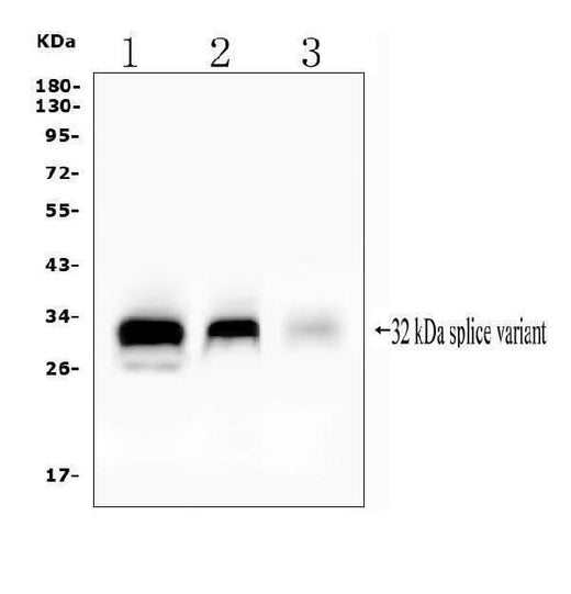 Anti-FHL Fhl1 Antibody Picoband® Boster Bio