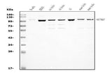Anti-KCNQ2 Antibody Picoband® Boster Bio