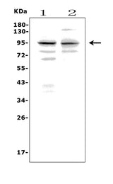 Anti-Melanoma gp100/Pmel Picoband® Antibody Boster Bio