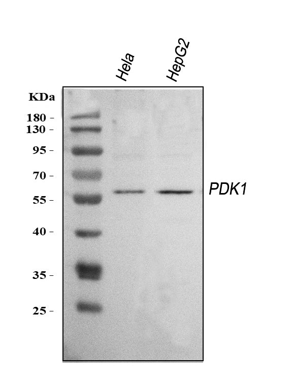 Anti-Mitochondrial Pyruvate dehydrogenase kinase 1/PDK1 Antibody Picoband® Boster Bio