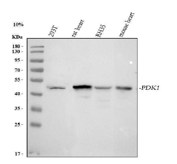 Anti-PDK1 Antibody Picoband® Boster Bio