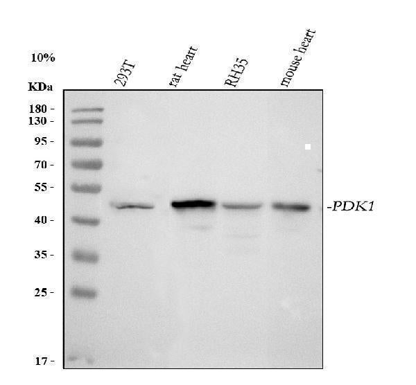 Anti-PDK1 Antibody Picoband® Boster Bio