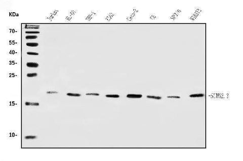 Anti-SUMO2/3 Antibody Picoband® Boster Bio
