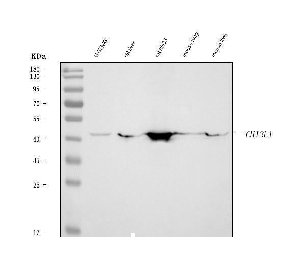 Anti-YKL-40/CHI3L1 Antibody Picoband® Boster Bio