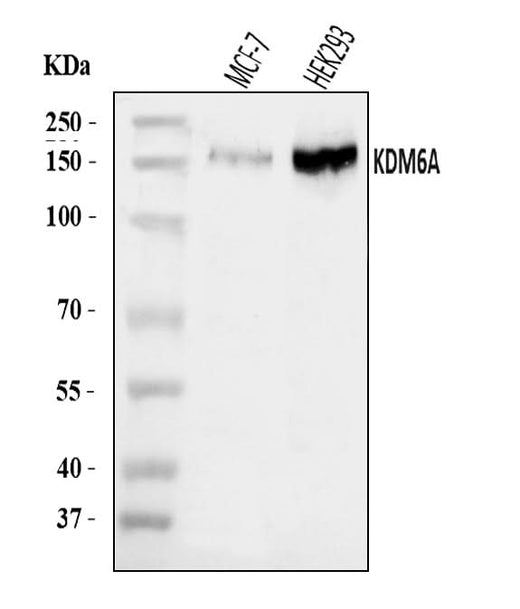 Anti-UTX/KDM6A Antibody Picoband® Boster Bio