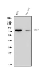 Anti-PKC theta/PRKCQ Antibody Picoband® Boster Bio