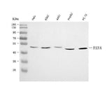 Anti-RXRA Antibody Picoband® Boster Bio