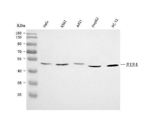 Anti-RXRA Antibody Picoband® Boster Bio