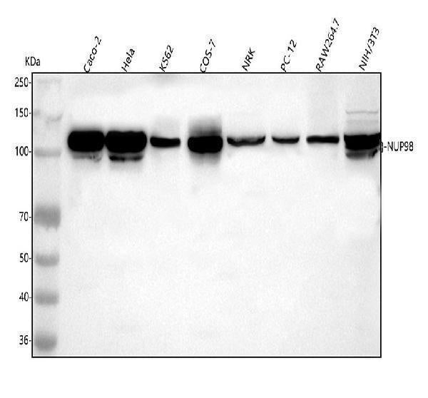 Anti-NUP98 Antibody Picoband® Boster Bio