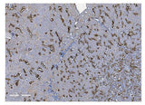 Anti-UMOD Antibody Picoband® Boster Bio