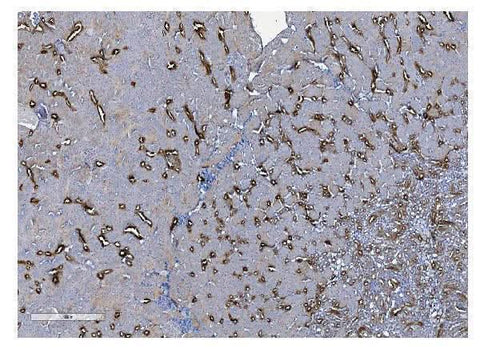 Anti-UMOD Antibody Picoband® Boster Bio