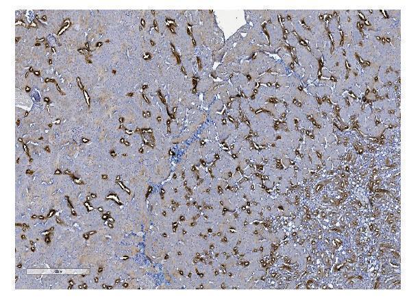 Anti-UMOD Antibody Picoband® Boster Bio