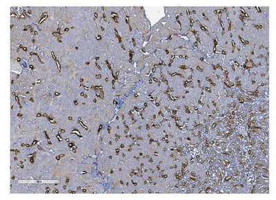 Anti-UMOD Antibody Picoband® Boster Bio