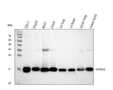 Anti-Cyclophilin A/PPIA Antibody Picoband® Boster Bio
