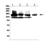 Anti-KDM6B/JMJD3 Picoband® Antibody Boster Bio