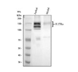 Anti-L17A Receptor/IL17RA Antibody Picoband® Boster Bio