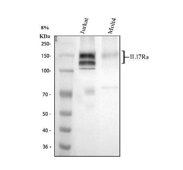 Anti-L17A Receptor/IL17RA Antibody Picoband® Boster Bio