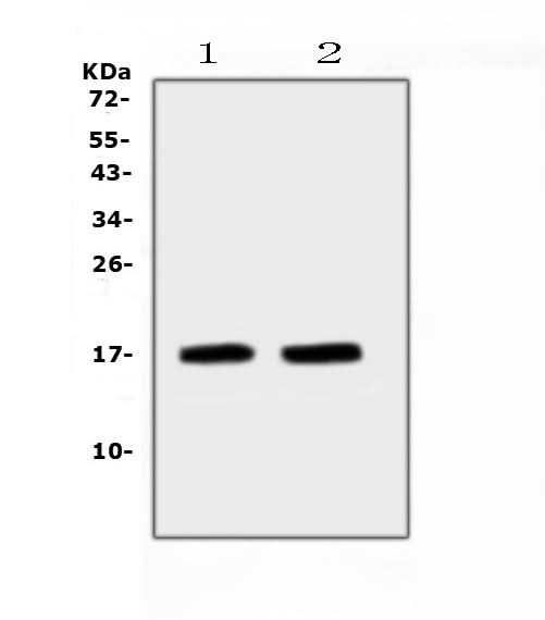 Anti-ANP/Nppa Antibody Picoband® Boster Bio