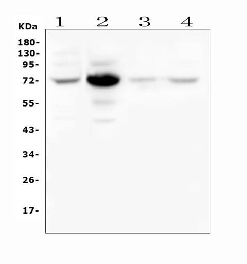 Anti-WEE1 Antibody Picoband® Boster Bio