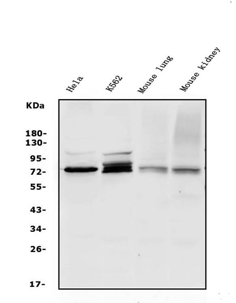 Anti-WEE1 Antibody Picoband® Boster Bio