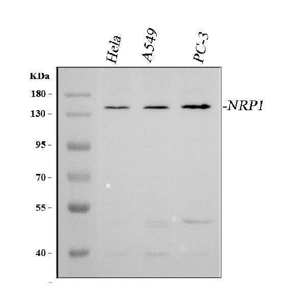 Anti-Neuropilin 1/NRP1 Antibody Picoband® Boster Bio