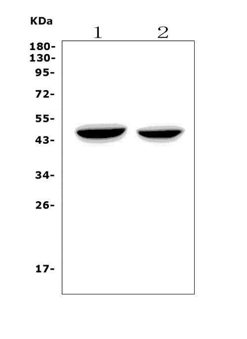 Anti-NDRG1 Antibody Picoband® Boster Bio