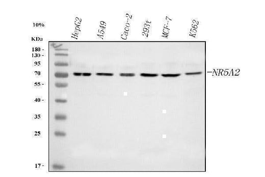 Anti-NR5A2 Antibody Picoband® Boster Bio