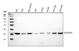Anti-GOLPH3 Antibody Picoband® Boster Bio