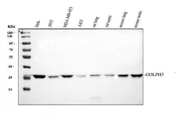 Anti-GOLPH3 Antibody Picoband® Boster Bio