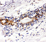 Anti-c-Kit/Kit Antibody Picoband® Boster Bio