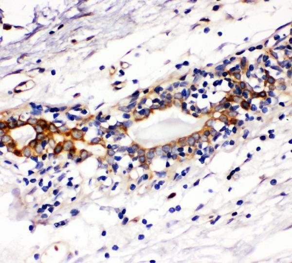 Anti-c-Kit/Kit Antibody Picoband® Boster Bio