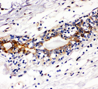 Anti-c-Kit/Kit Antibody Picoband® Boster Bio