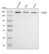 Anti-Metabotropic Glutamate Receptor 5/GRM5 Antibody Picoband® Boster Bio